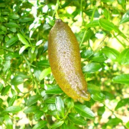 Citron caviar - Plante