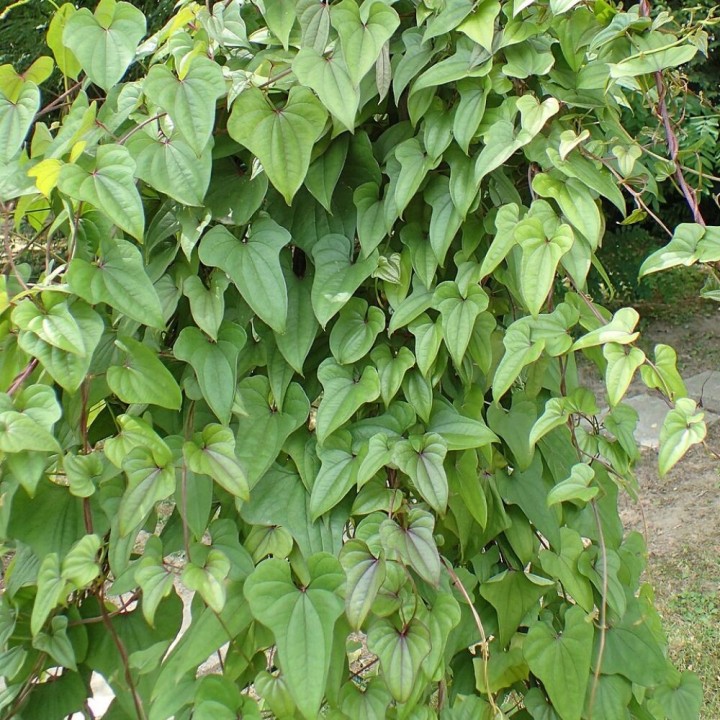 Ñame chino - Planta