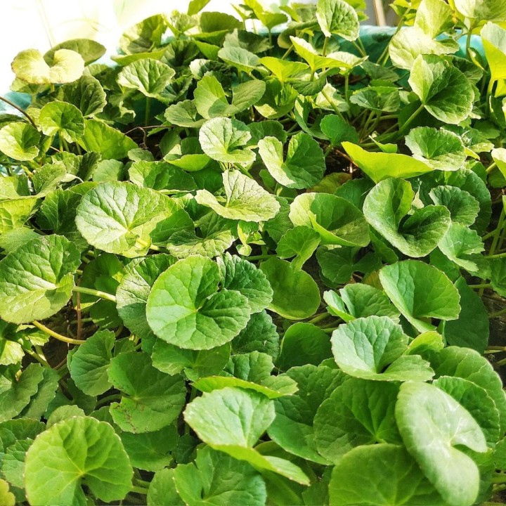 Centella asiatica - Plante