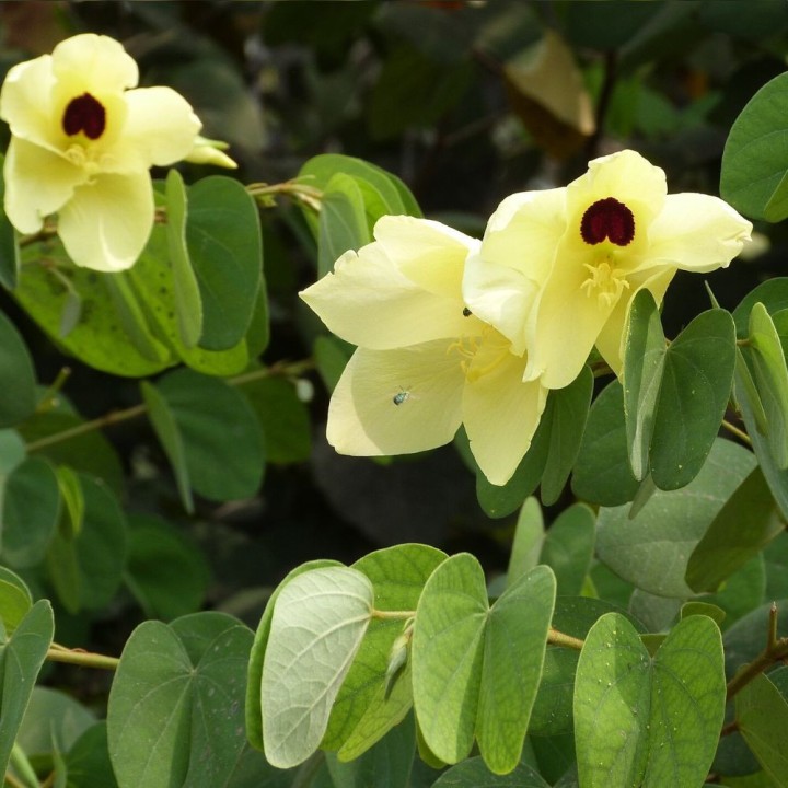Bauhinia jaune - Graines