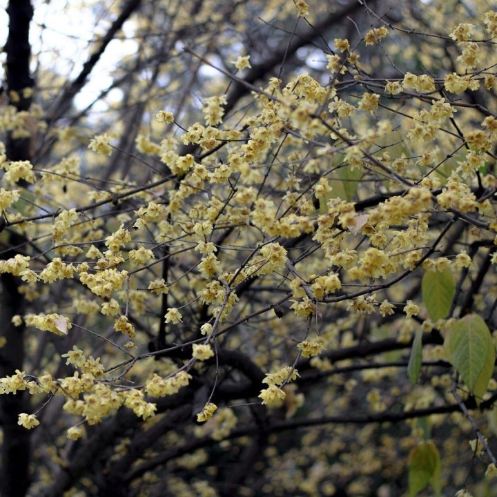 Chimonanthe precoce - Graines