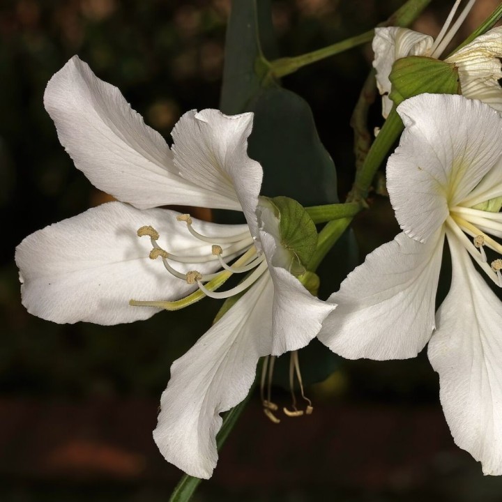 Arbre orchidee blanc - Graines