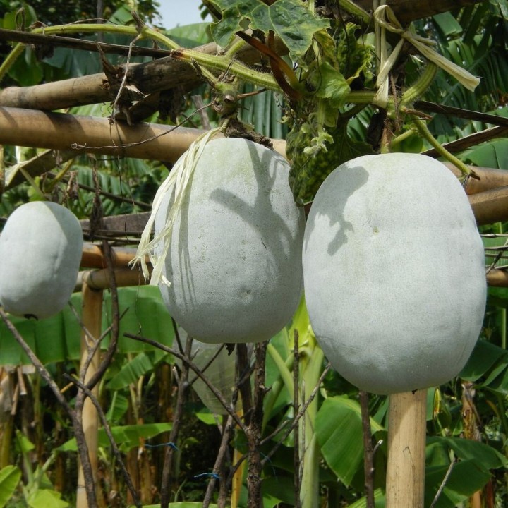 Courge de cire - Graines