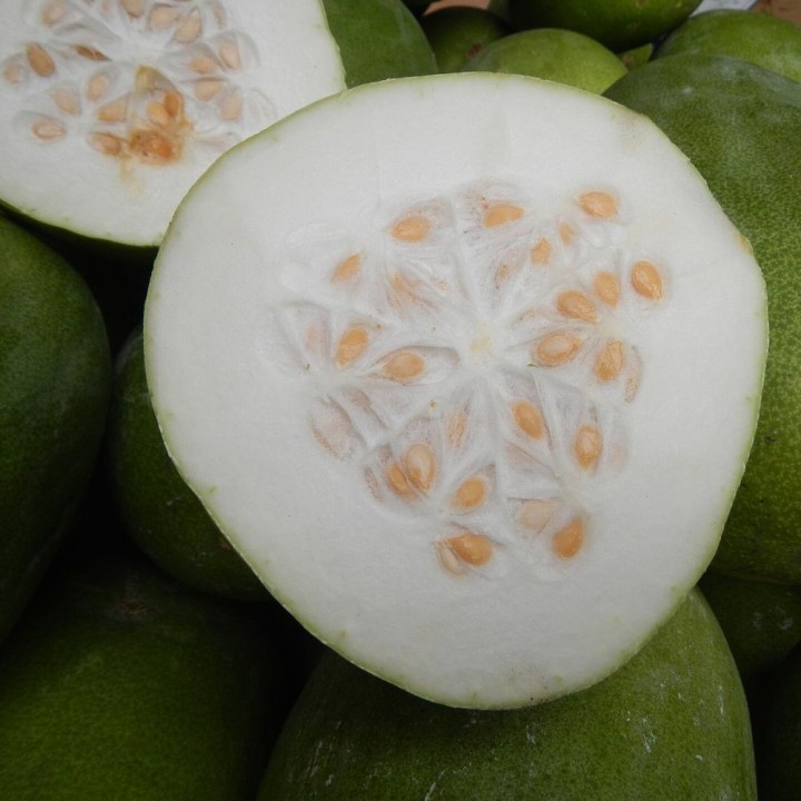 Courge de cire - Graines