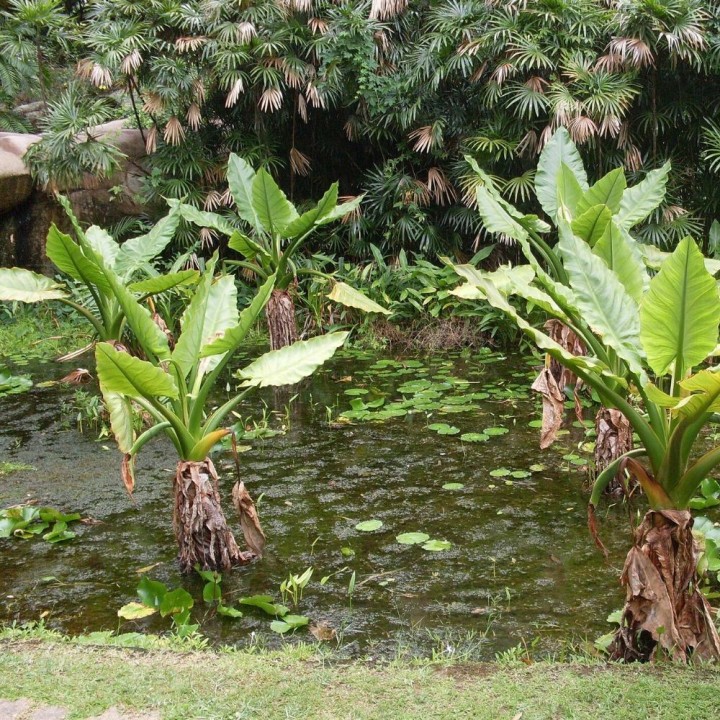 Banane d'eau - Graines