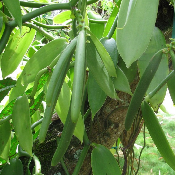 Orchidee vanille - Graines