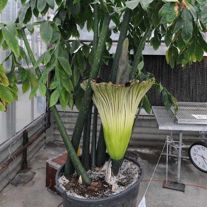 Arum titan - Graines