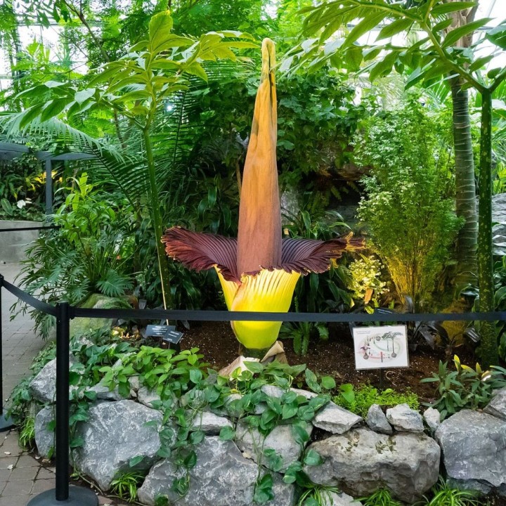 Arum titan - Graines