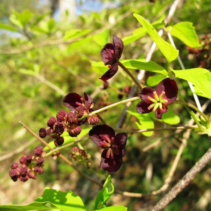 Akebia a trois feuilles - Graines