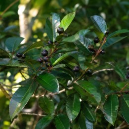 Prune du sud de l'Inde - Graines