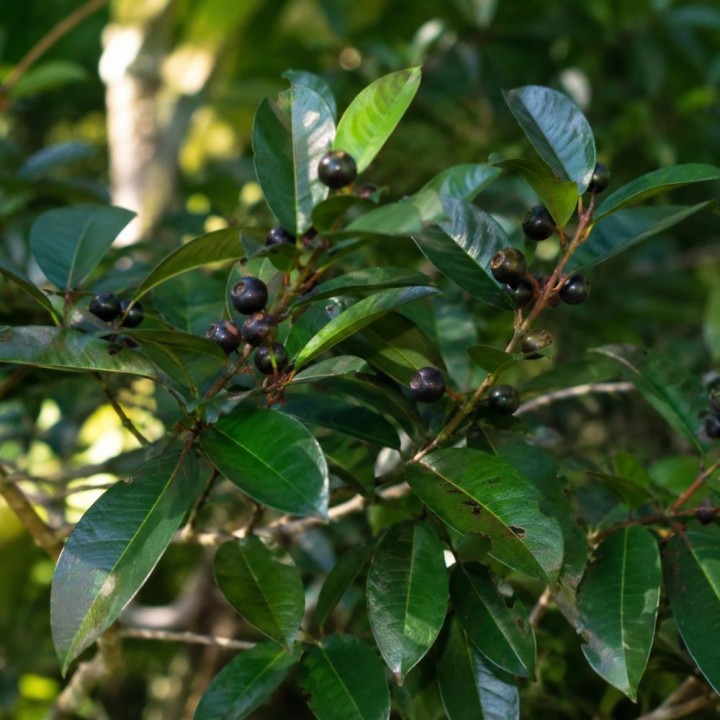 Prune du sud de l'Inde - Graines