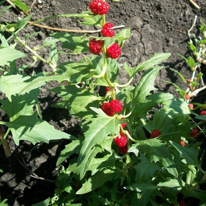 Epinard-fraise - Graines
