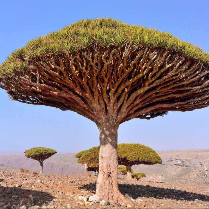 Dragonnier de Socotra - Graines