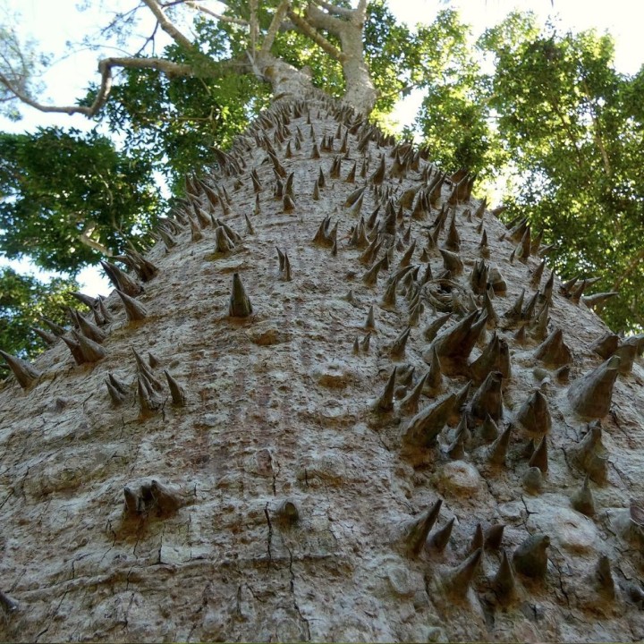 Arbre bouteille - Graines