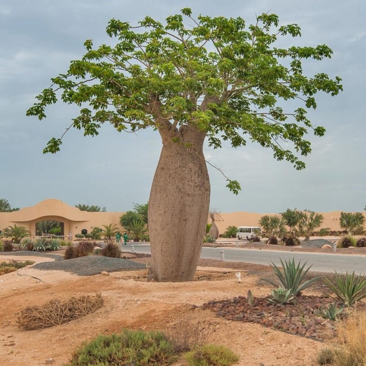 Arbre bouteille - Graines