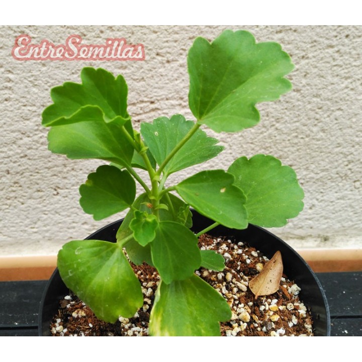 Pelargonium acetosum - Plante