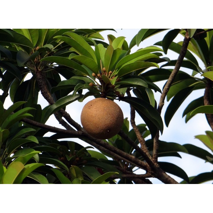 Sapodille - Graines