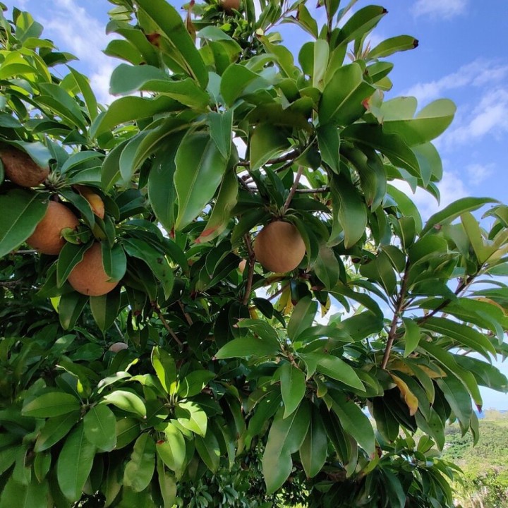 Sapodille - Graines