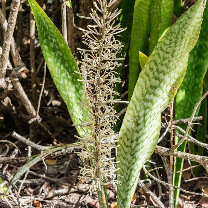 Sansevieria africaine - Graines