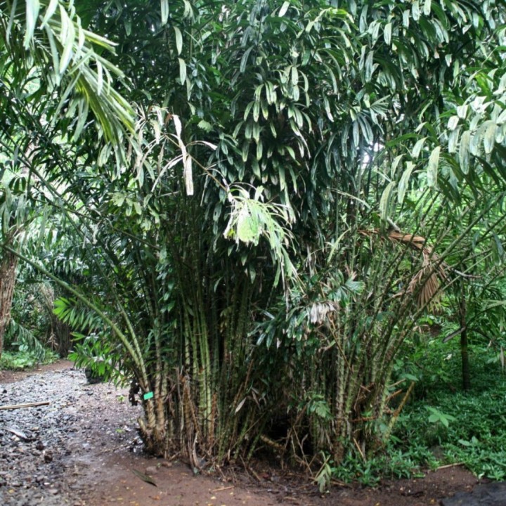 Salak - Semillas