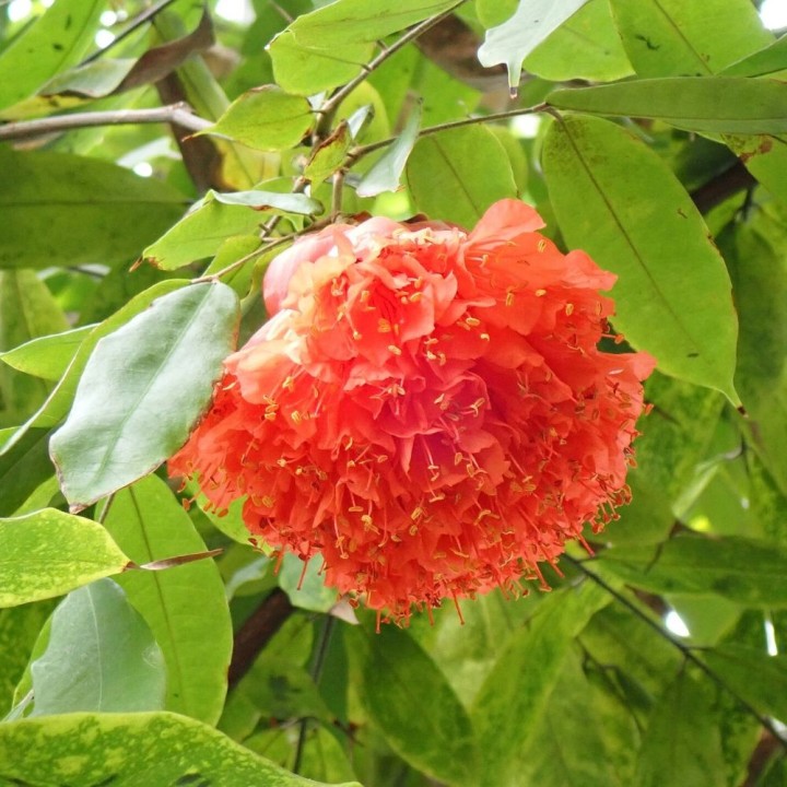 Rose du Venezuela - Graines
