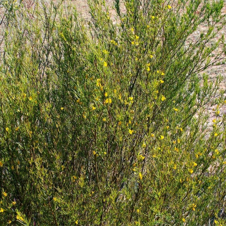 Rooibos - Semillas