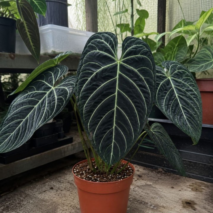 Anthurium regale - Graines