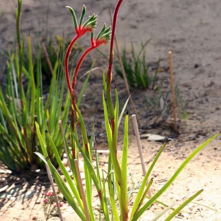 Patte de kangourou rouge et verte - Graines