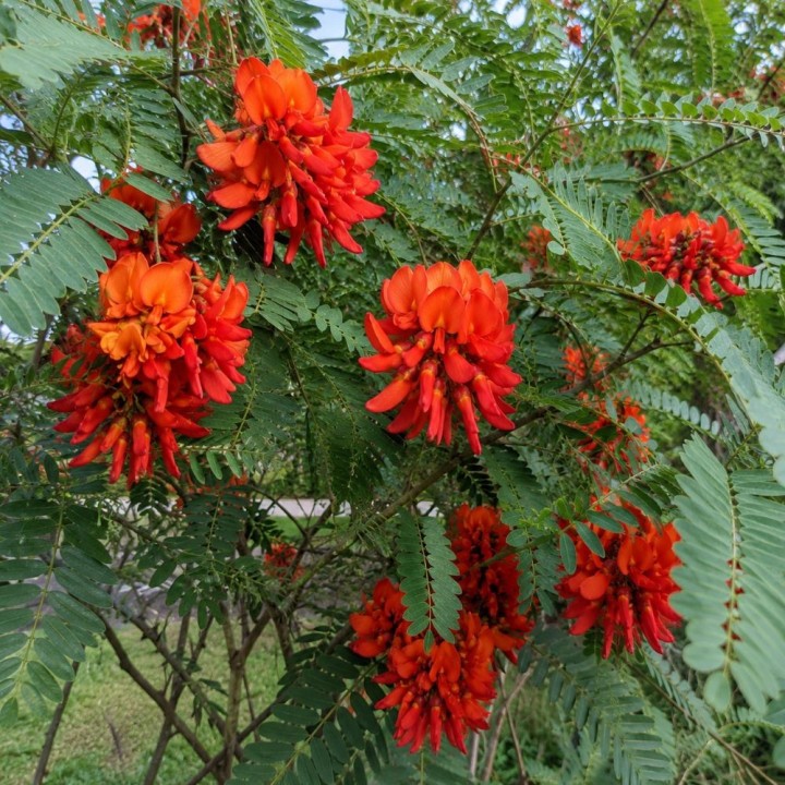 Sesbania roja - Semillas