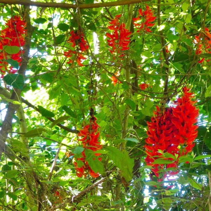 Vigne de jade rouge - Graines