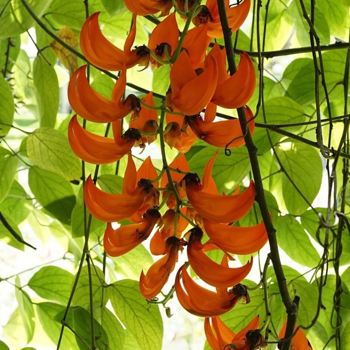 Vigne de jade rouge - Graines