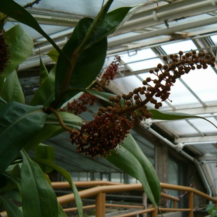 Nepenthes rafflesiana - Graines
