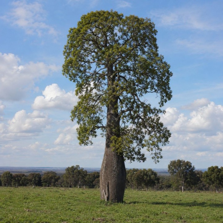 Arbre bouteille du Queensland - Graines