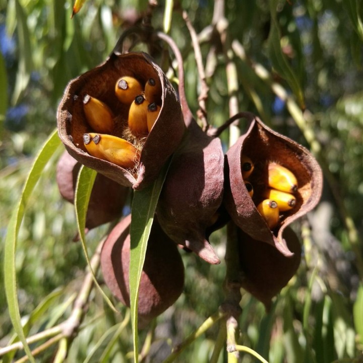 Arbre bouteille du Queensland - Graines