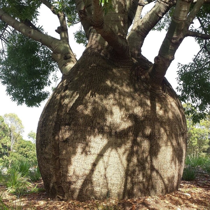 Arbre bouteille du Queensland - Graines