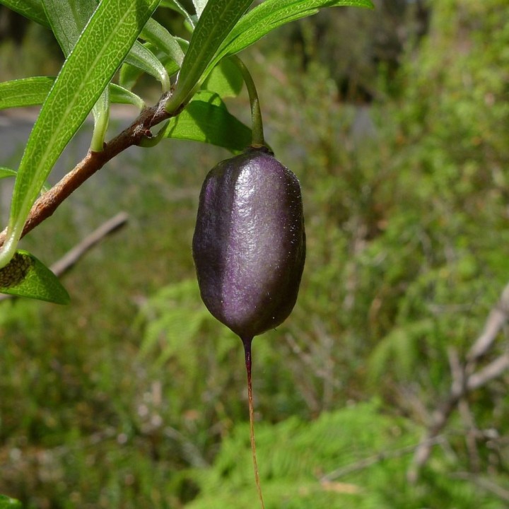 Baie-pomme pourpre - Graines