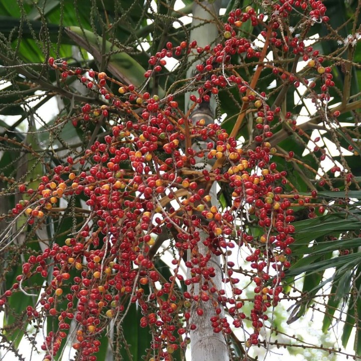 Ptychosperma salomonense - Graines