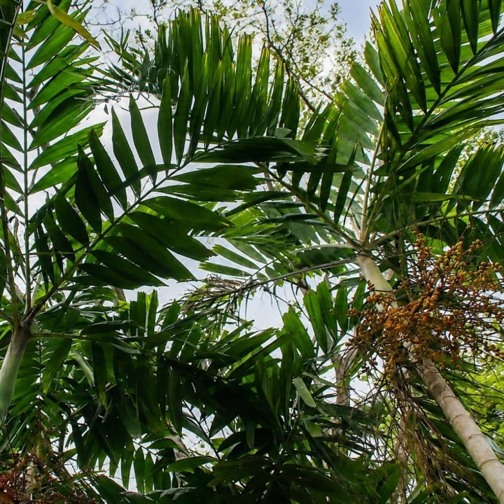 Ptychosperma salomonense - Semillas