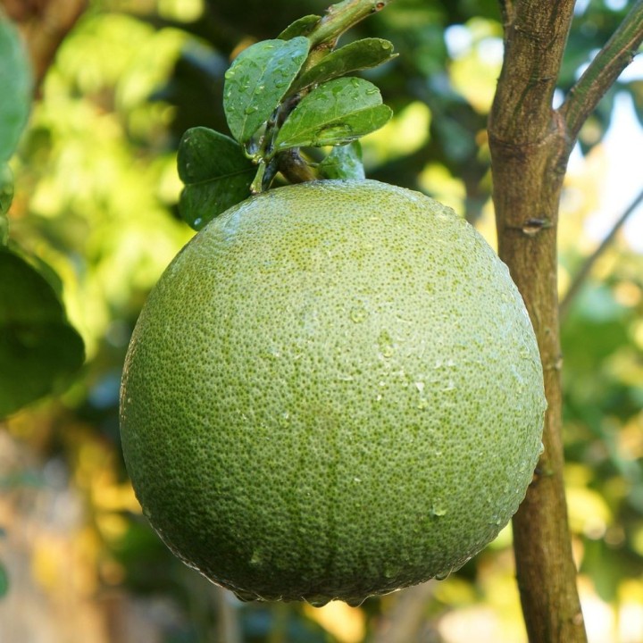 Pomelo - Graines