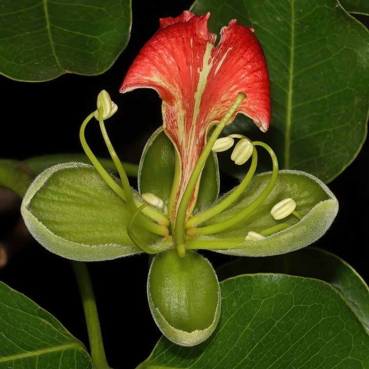 Caoba de vaina - Semillas