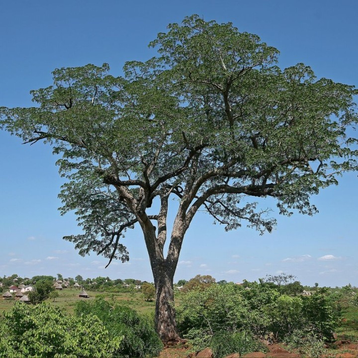 Caoba de vaina - Semillas
