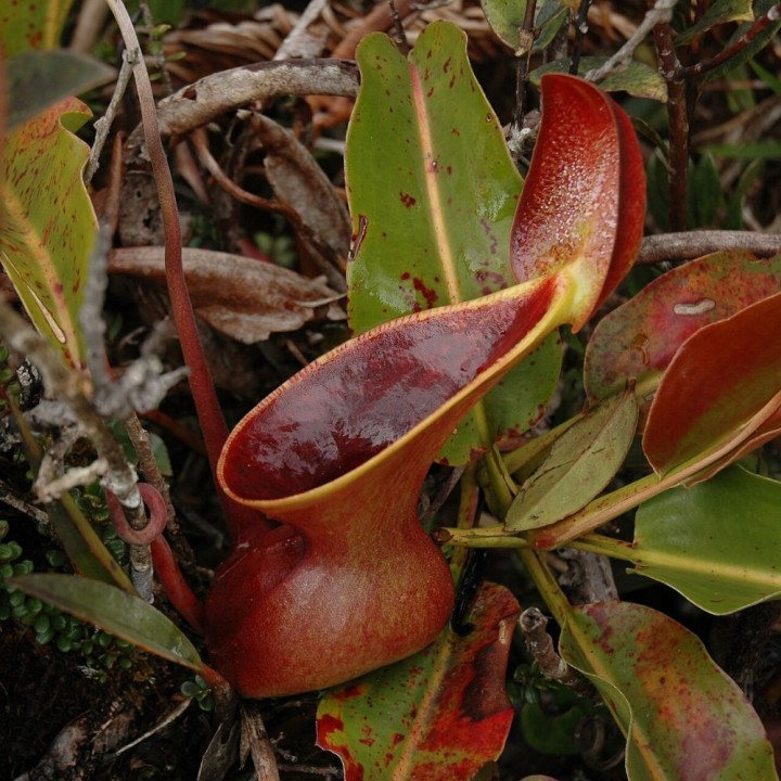 Nepenthes lowii - Graines