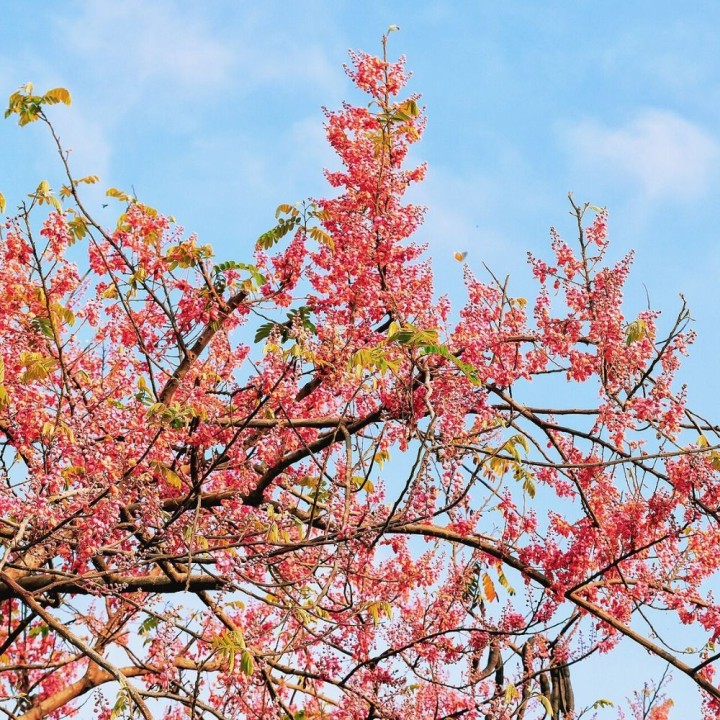 Arbol lluvia rosa - Semillas