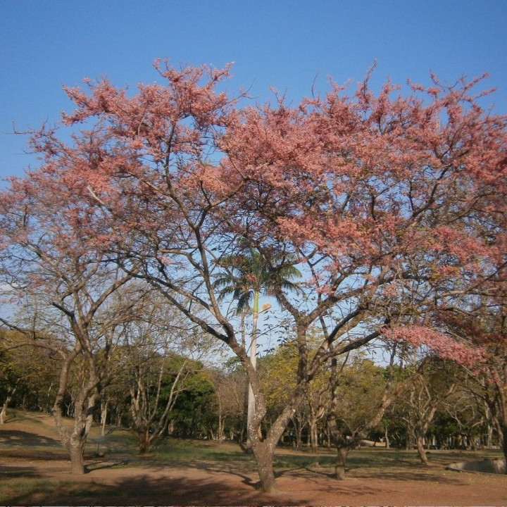 Arbol lluvia rosa - Semillas