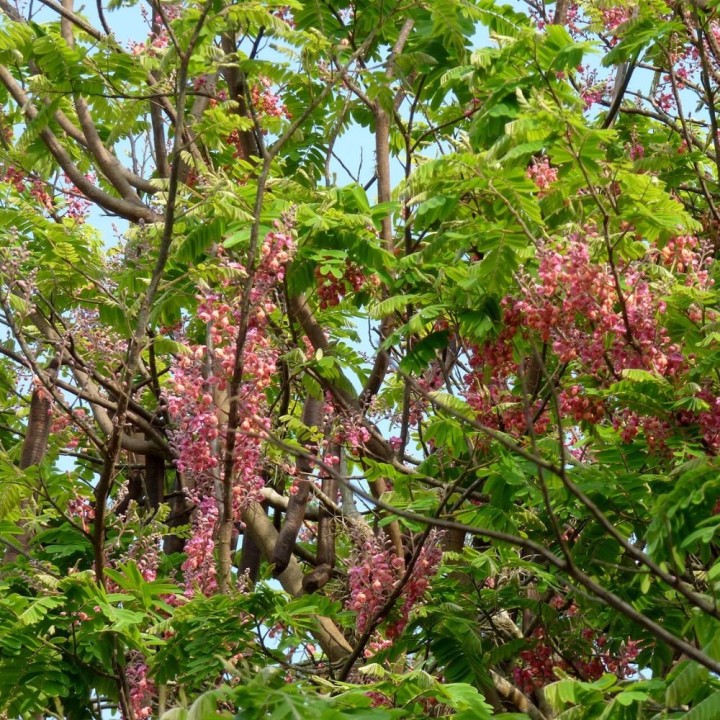 Arbol lluvia rosa - Semillas