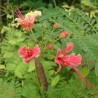 Flamboyan enano rosa - Semillas