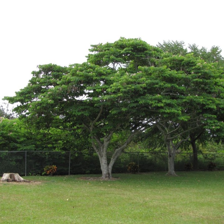 Bauhinia rose - Graines