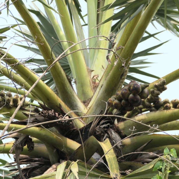Palmera de Palmira - Semillas