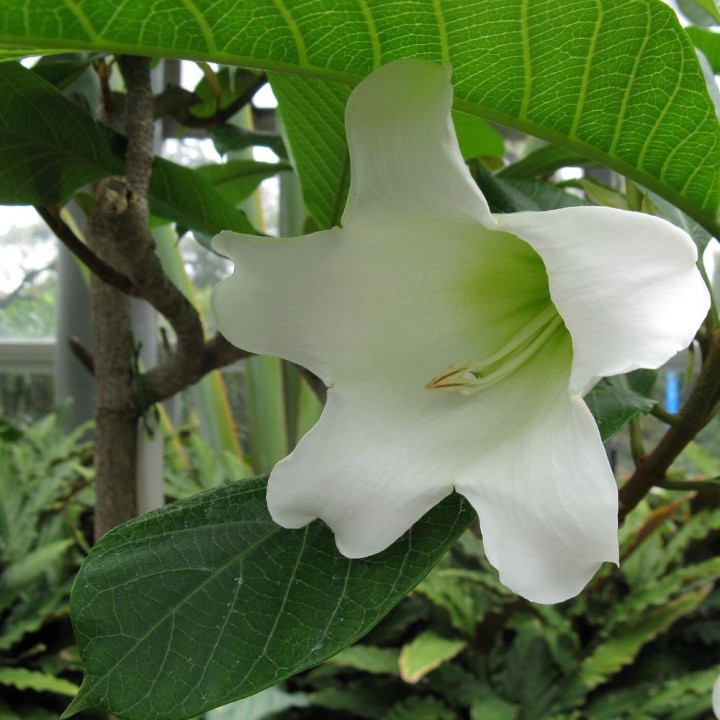 Flor trompeta de Nepal - Semillas