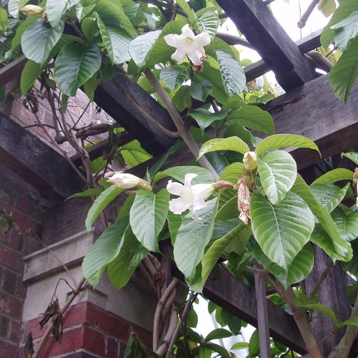 Fleur trompette du Nepal - Graines